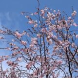 いわてアサーティブの会